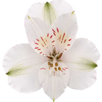 Alstro Sel White Tessa