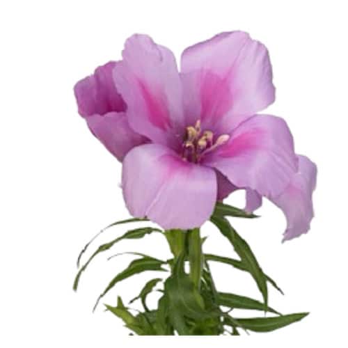 4ec5768a-a551-494e-8a2c-20836da0c224.jpg Godetia Lavender bmark. - Image 1
