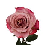 Rose SilveryPink 60cm ecuanros