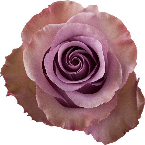 4eca9956-345a-42c5-81fc-2682131de939.png Rose Govinda 40cm Florecal - Image 1