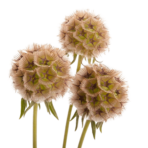 4edff694-89dd-44f1-a946-fcda8731d317.png Scabiosa Pods holl - SCA POD HOLL - Image 1
