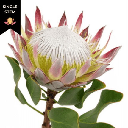 Protea Cynaroides holl(STM)