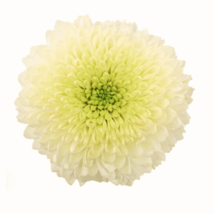 Mum Disbud Ball White Superbow