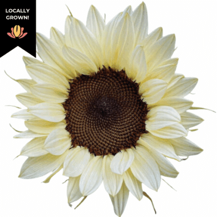 Sunflower WhiteNight cramer
