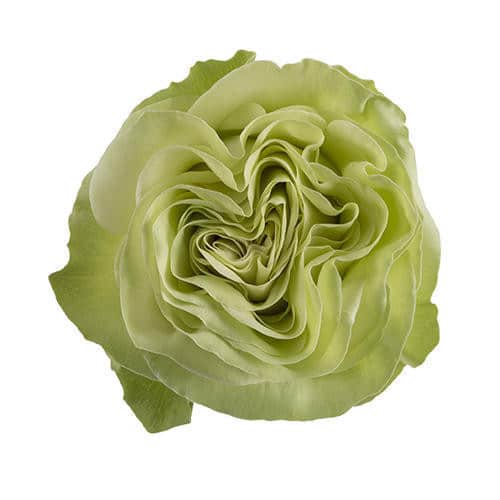 4f0d930a-ac53-40c5-bd18-38301adc7208.jpg Rose Wasabi 40cm rprima - Image 1