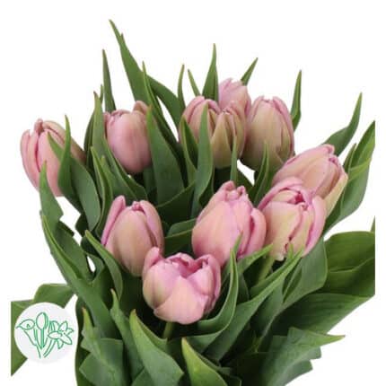 Tulip Kickstart holl lav