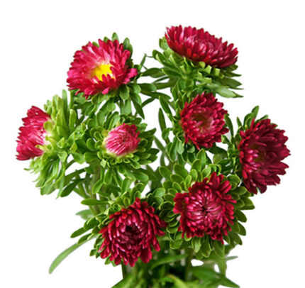 Aster Matsu Red bmark