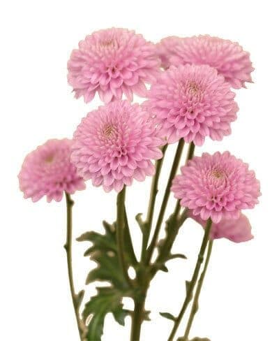 Pom Button Pink Sole