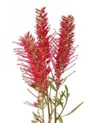 Grevillea misty red holl