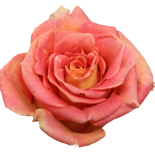 4f430fdd-f8f5-4aad-9416-9b8b11d3d971.png Rose Grandiose 60cm Rprima - Image 1
