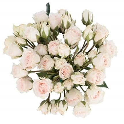 RoseSpray WhiteMaj. sole