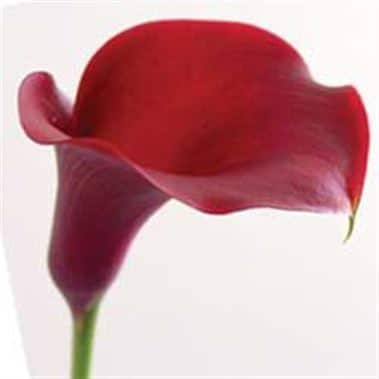 Calla Maestro holl