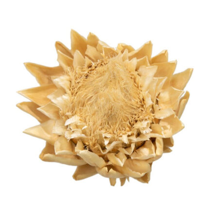 Artichoke Dried Bleached holex