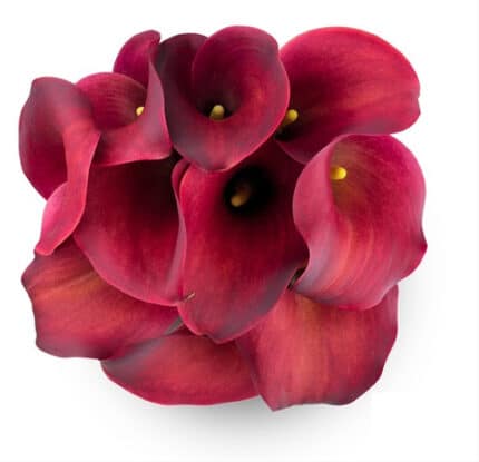 Calla Aranal sande
