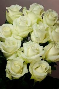 Rose Akito 40cm rfi