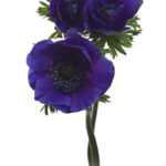 Anemone Purple hendricks