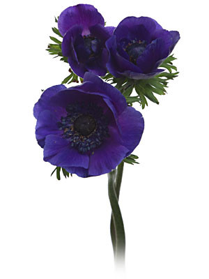 Anemone Purple hendricks
