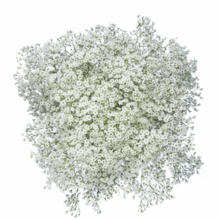 Baby'sBreath WildPearl bmark