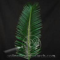 SAGO palms xtra large