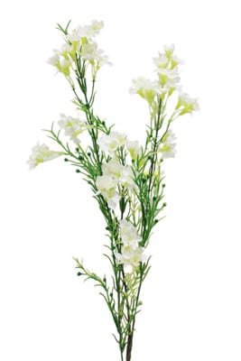Waxflower White bmark