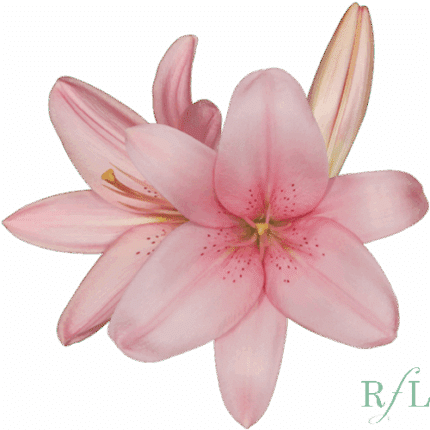 Lily LA Pink canada