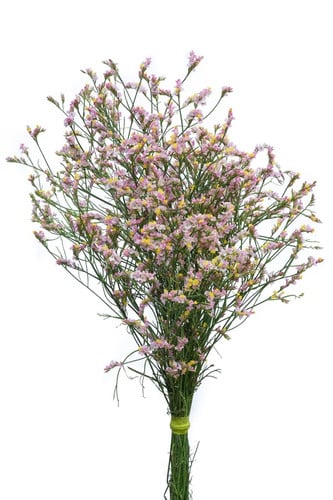 Limonium Pink Sinensis gdns