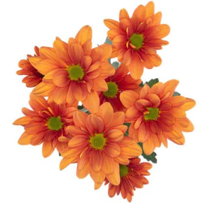 Pom Daisy Bronze gdns - P D BRONZE GARDEN