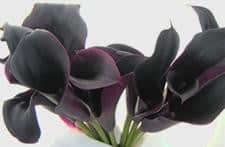 CALLA holl odessa(blk)