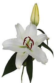 White cup lily s.v.