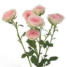 RoseSpray CreamyTwister holl