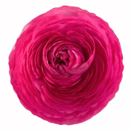 Ranunuclus Hot Pink rio sel