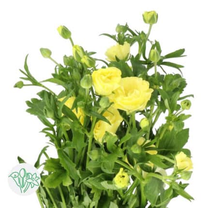 Ranunculus Butterfly Helios ho