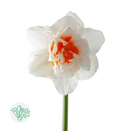 Daffodil Romantic Paradise hol