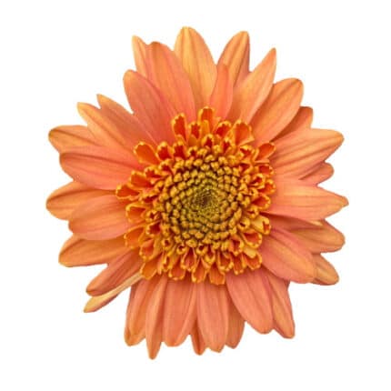 Pom Cushion Holanda Orange rio