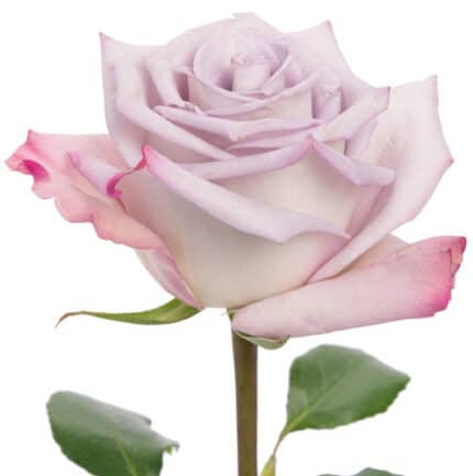 Rose SkyGarden 60cm rfi