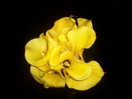 CALLA holl  serada