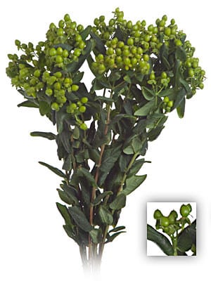 Hypericum JungRom Spr 70 sole