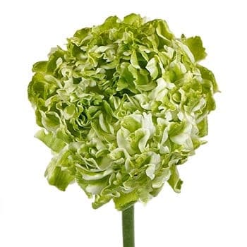 Ranunculus PonPon White rprima