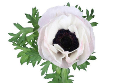 Anemone Blush Chile