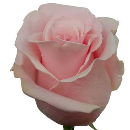 Rose Titantic 50cm rprima