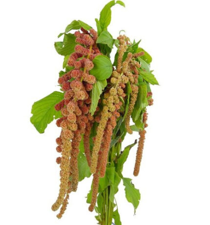 Amaranthus hanging coral parad