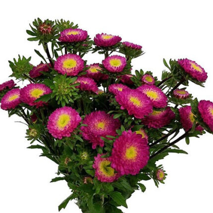 Aster Matsu HotPink bella