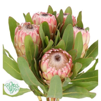 Protea Susara splendor(Stem)