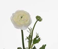 Ranunculus sg white camflor