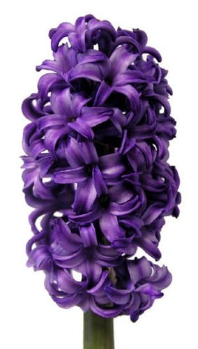 Hyacinth Purple holl