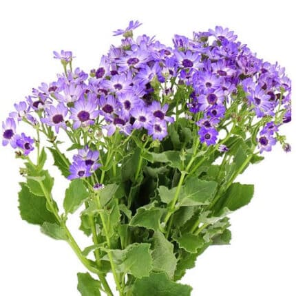 Pericallis Lavender fresca