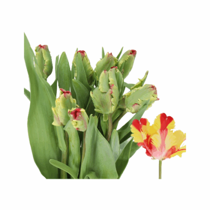 Tulip Flaming Parrot holl