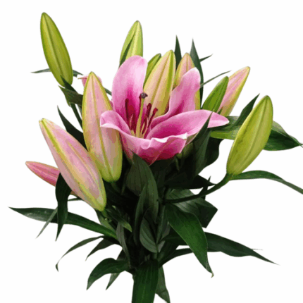 Lily Maldano bella 3/5 bl