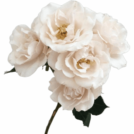 Rose Spray White Maj. RFI