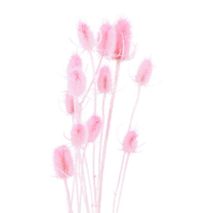 Cardo Dried Pink holl
